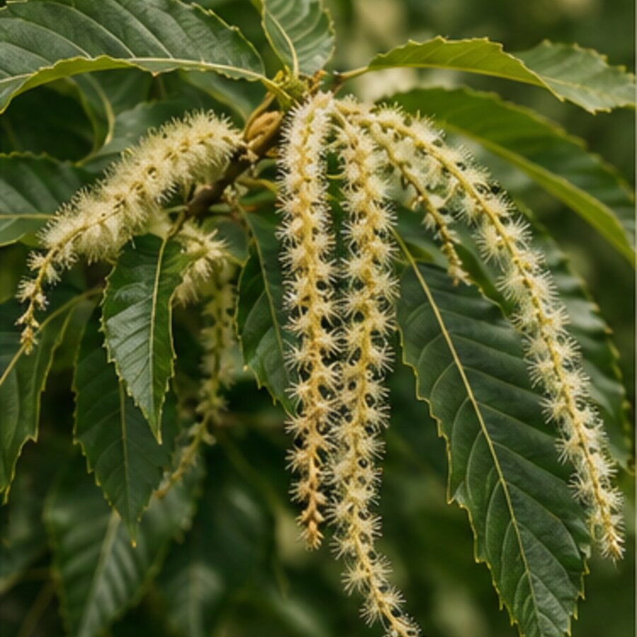 Edelsüßkastanie in der Blüte