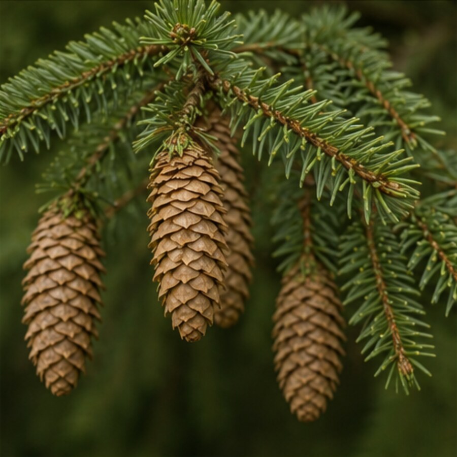Fichte (Honigtau) in der Blüte