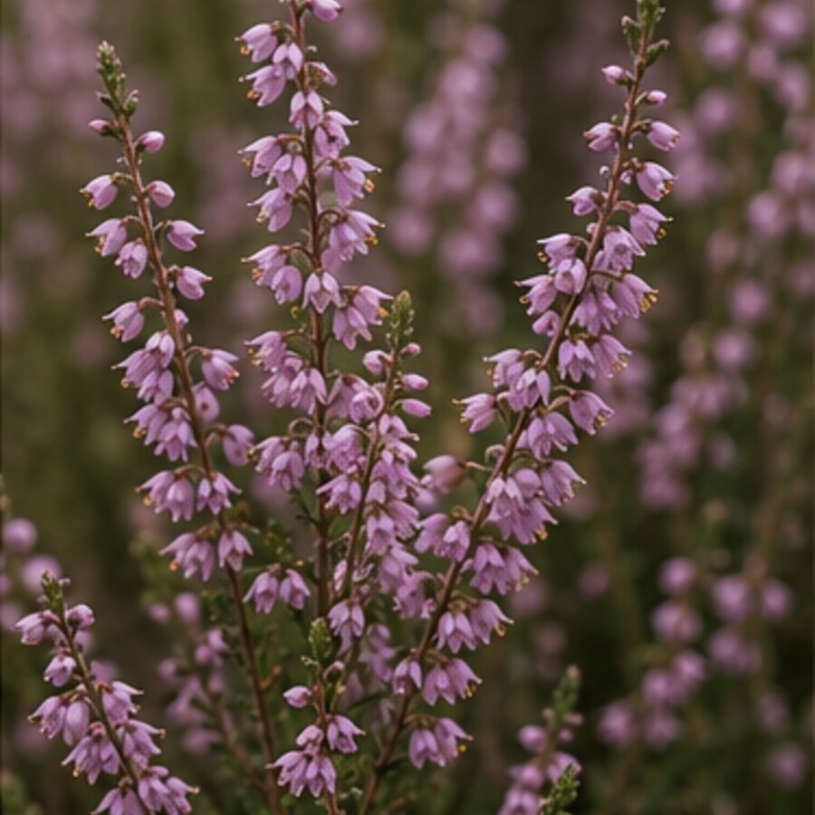 Heide in der Blüte