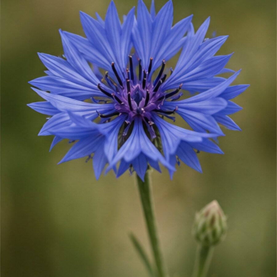 Kornblume in der Blüte