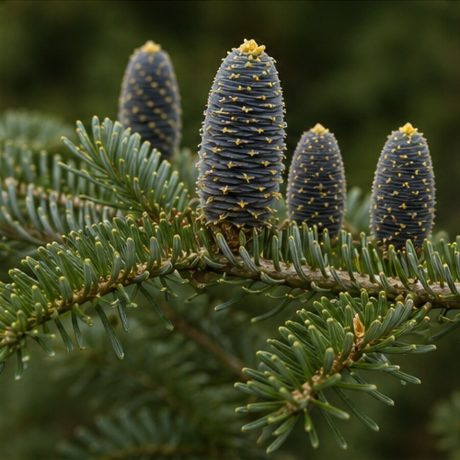 Tanne (Honigtau) in der Blüte